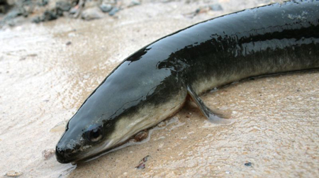 Il progetto Lifeel: la “conservazione” delle anguille per ucciderle meglio