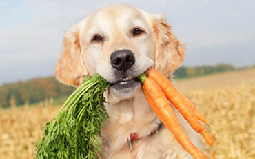 Un ricettario vegan per i cani