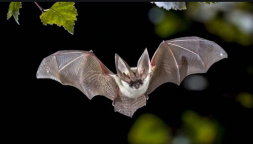 I pipistrelli e i pangolini, origine presunta del Corona Virus 