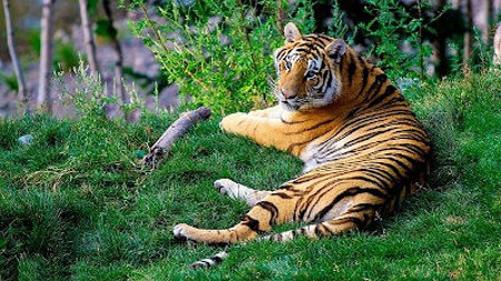 Esemplare di tigre del Bengala, una delle specie ad altissimo rischio di estinzione